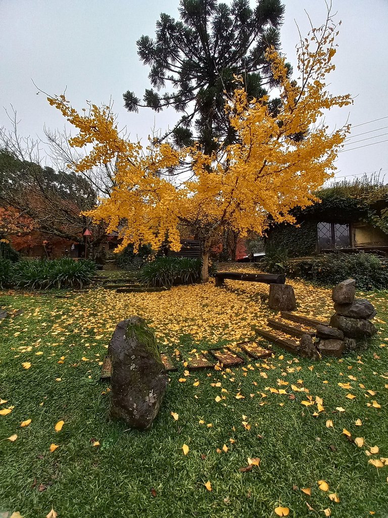 Casa Ozu - Sítio dos Cogumelos